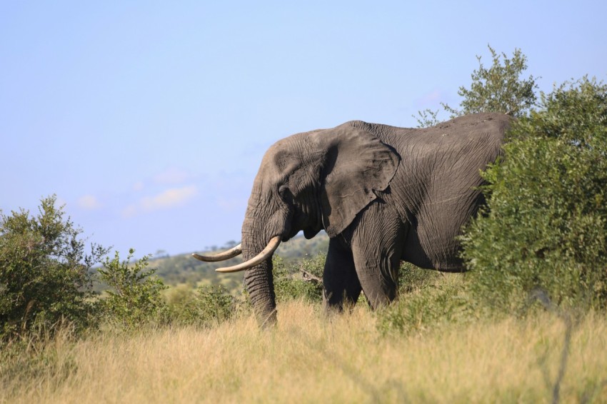 black elephant on green grass field during daytime pEE2H