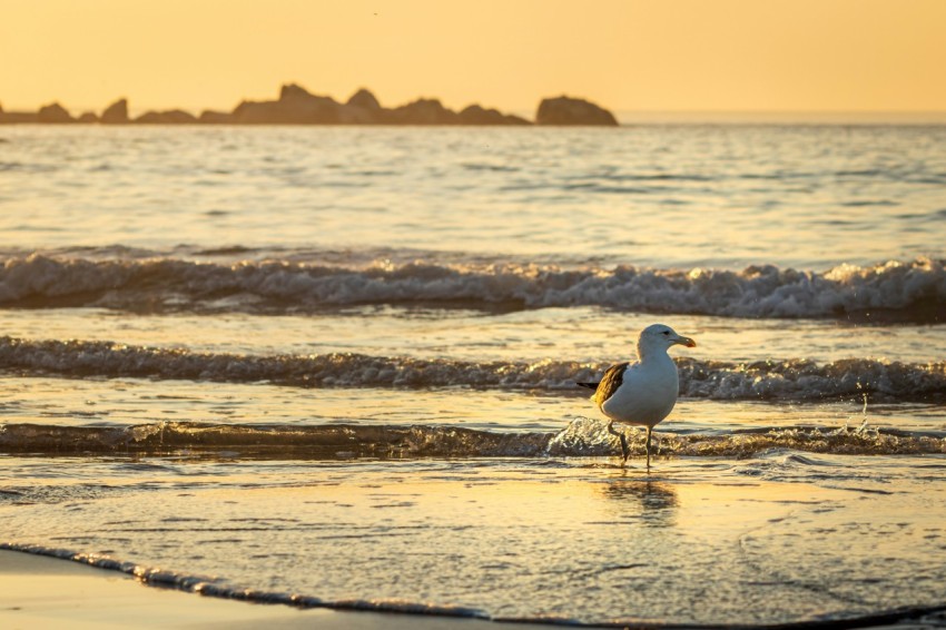 a seagull standing on the beach at sunset