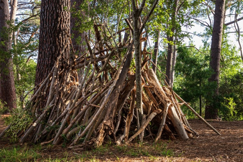 a pile of sticks sitting in the middle of a forest