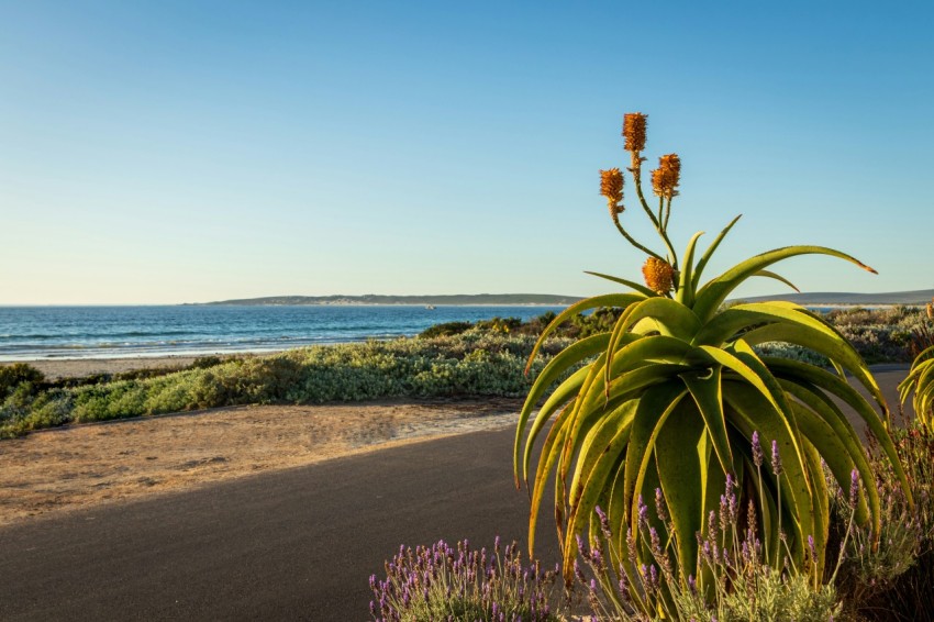 a view of a beach from a hill