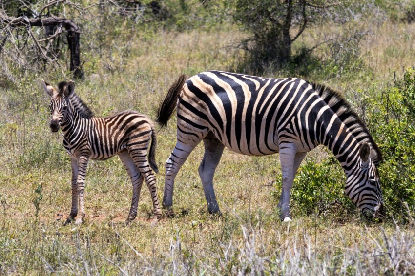 a mother zebra and her baby grazing in a field