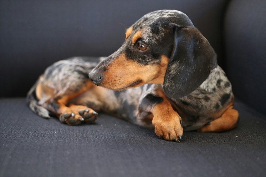 short coated gray and black dog on gray sofa