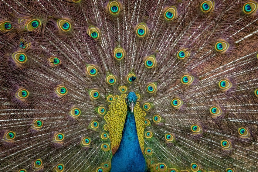 a peacock with its feathers spread