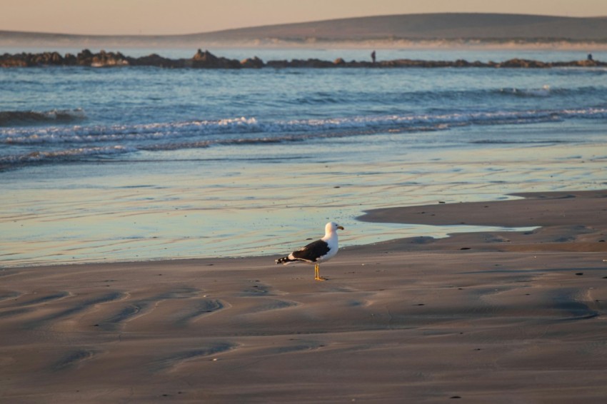 a seagull standing on a beach next to the ocean