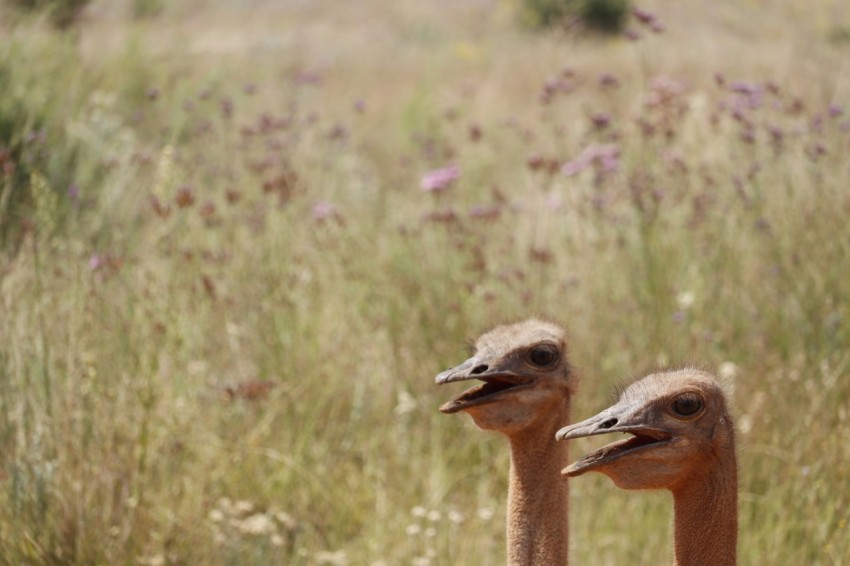 two ostriches standing next to each other in a field