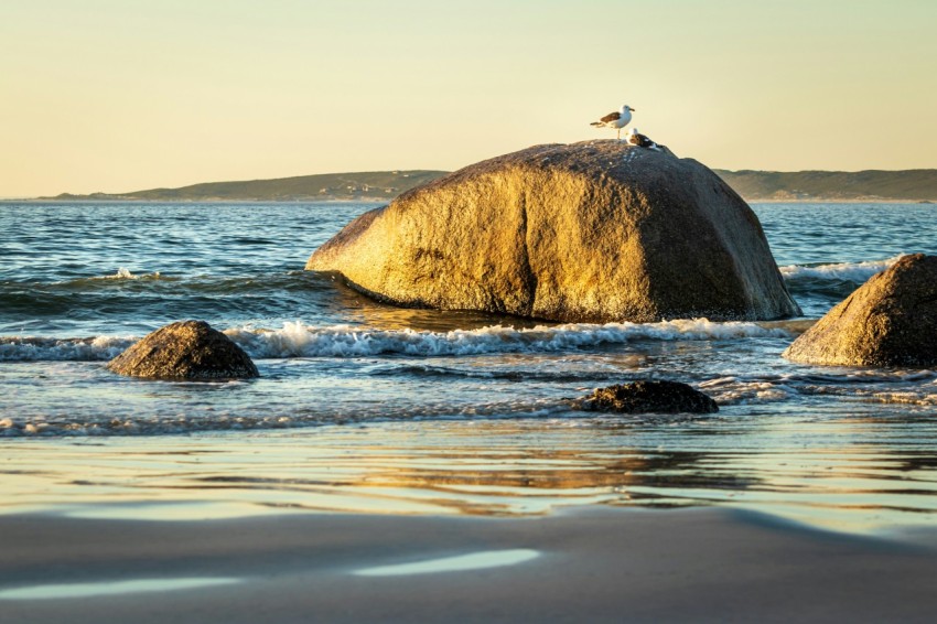 a bird sitting on top of a rock in the ocean