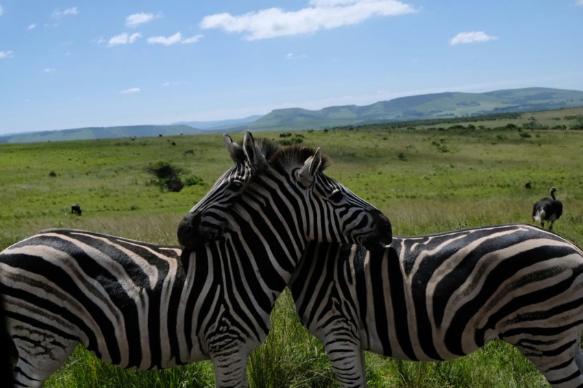 a couple of zebra standing next to each other on a lush green field vdKQlA