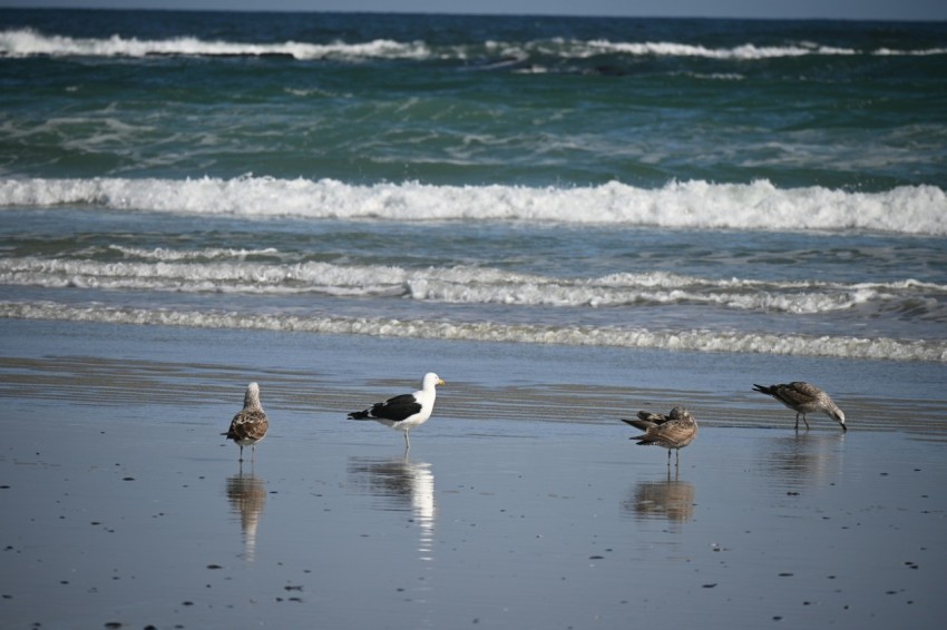 a group of birds standing on top of a beach