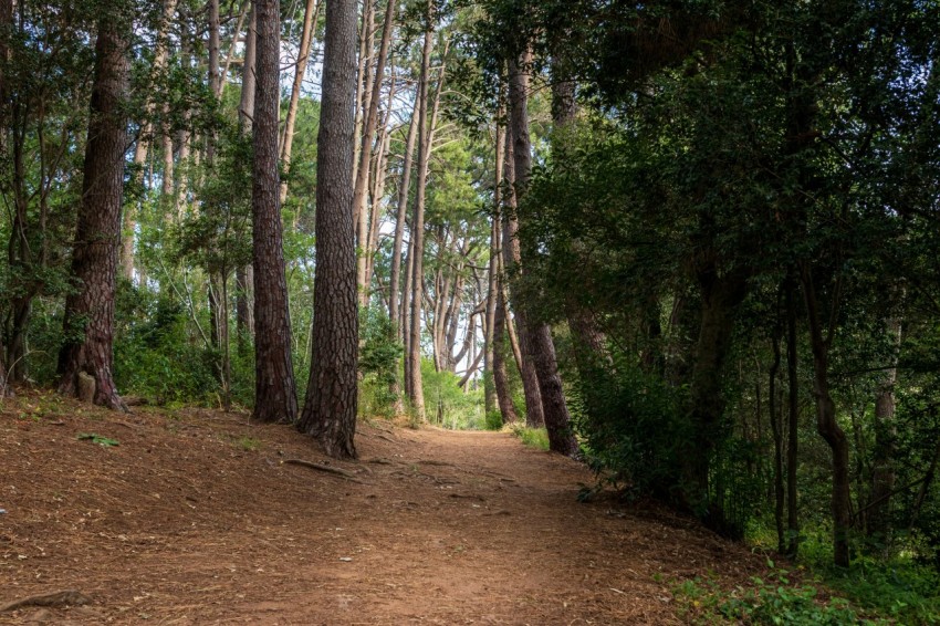 a dirt path in the middle of a forest