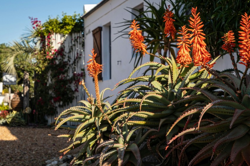 a house with orange flowers in front of it