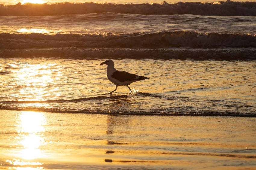 a seagull walking on the beach at sunset v Q L