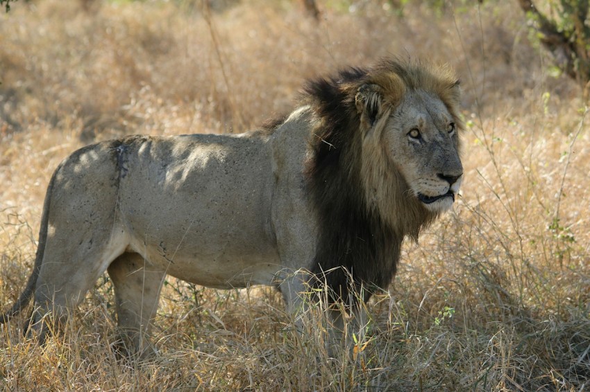 a lion standing in a field of dry grass