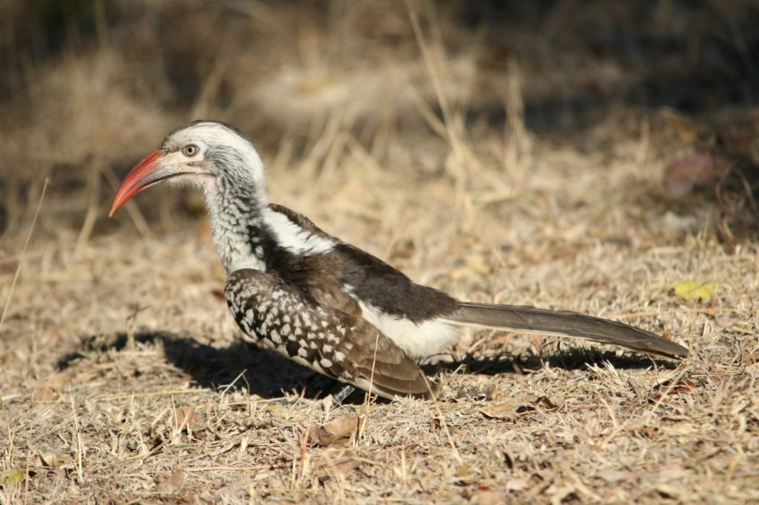 a bird standing on dry grass in a field