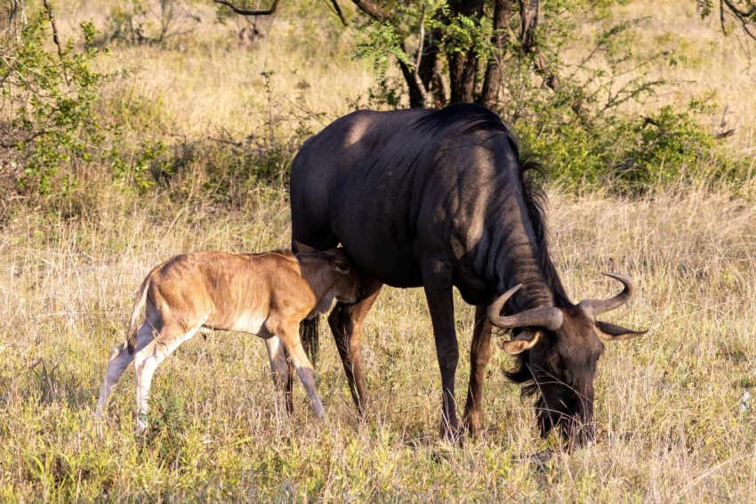 a large bull and a small animal in a field