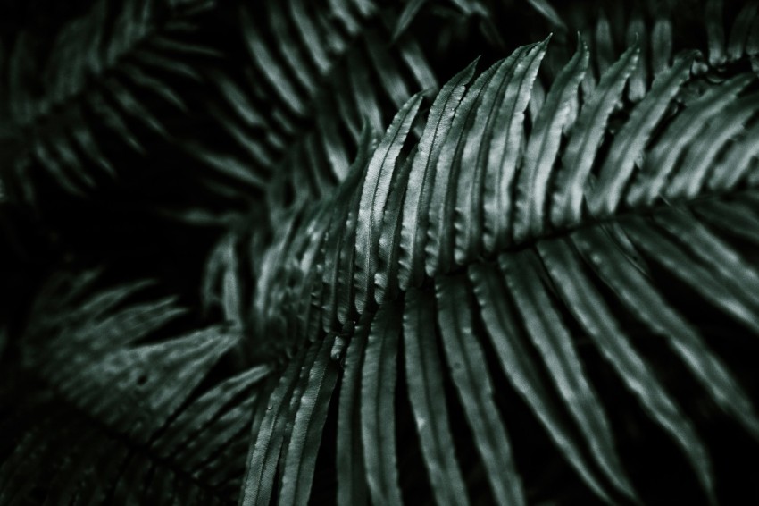 green leaf plant in close up photography