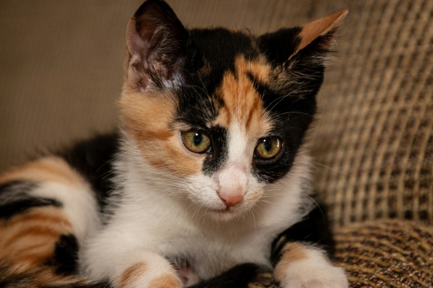 calico cat on brown and white textile