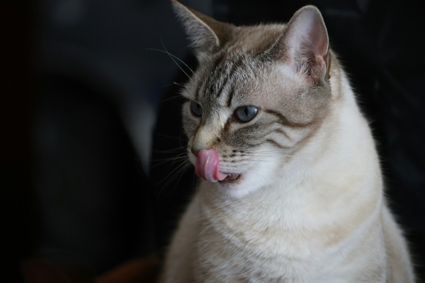 a close up of a cat with its tongue out