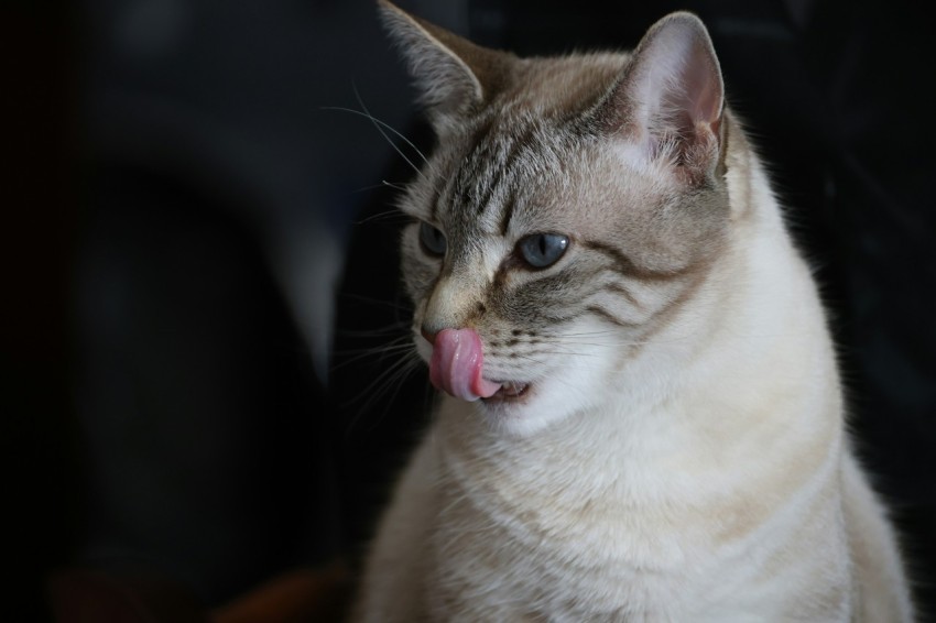 a close up of a cat with its tongue out