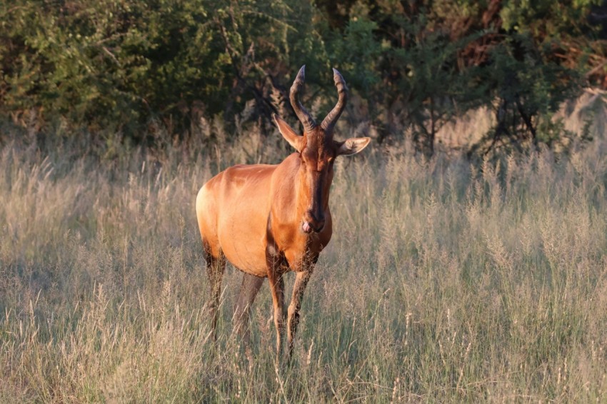 an antelope standing in a field of tall grass