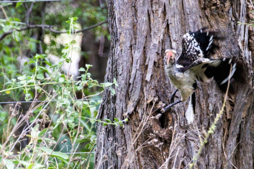 a bird that is sitting on a tree LPVhSx6