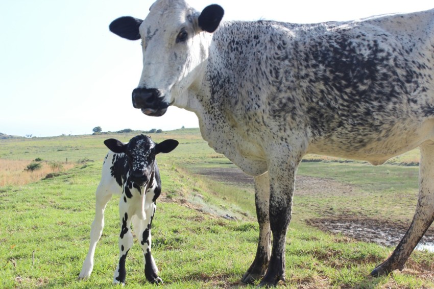 white and black cow on green grass field during daytime