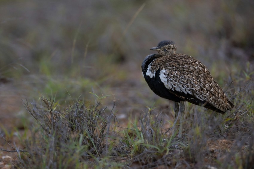 a bird standing in a field of grass