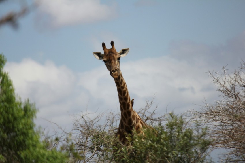 a giraffe standing in the middle of a forest y3OR_Xiy