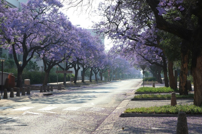 gray concrete road between trees during daytime kVHpt