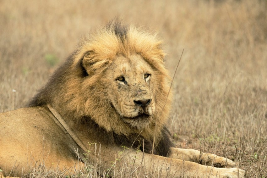 a lion laying down in a field of tall grass