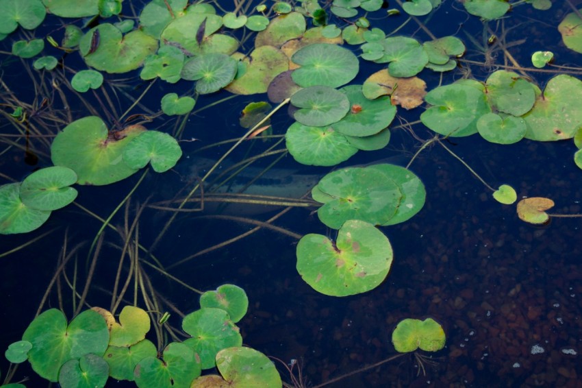 a bunch of water lilies floating on top of a body of water