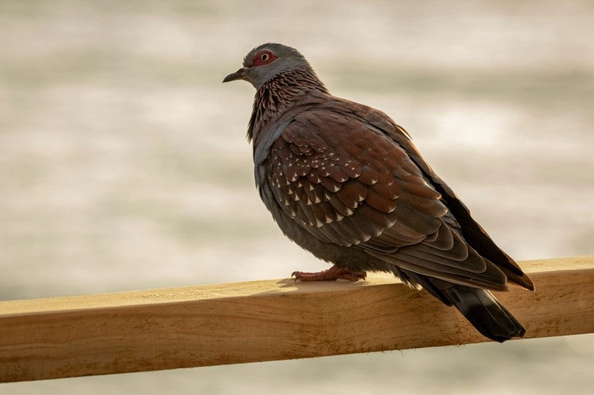 brown and black bird on brown wooden fence