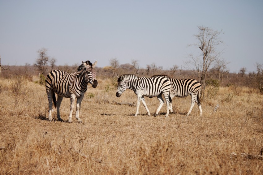 three zebras on brown grass field under clear blue sky photo