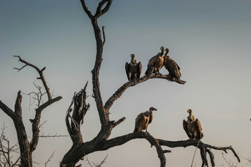 five vulture birds standing on bare tree