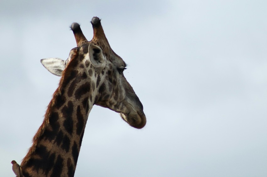 a close up of a giraffe with a sky background