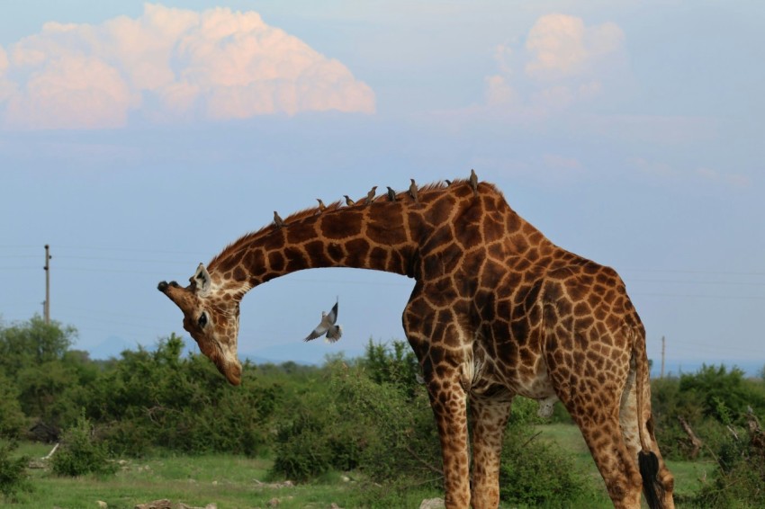 a giraffe standing on top of a lush green field