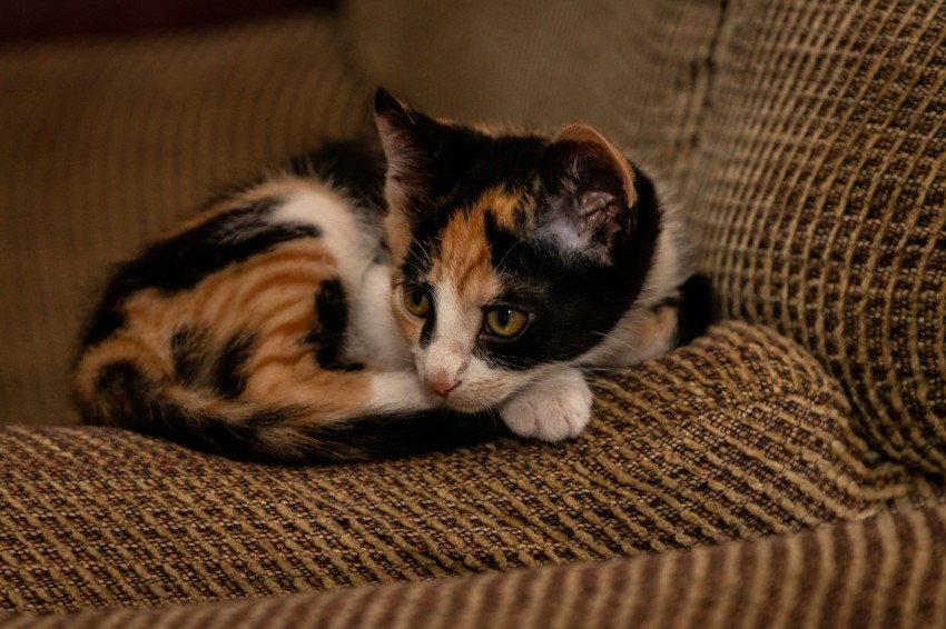 brown black and white cat lying on brown textile