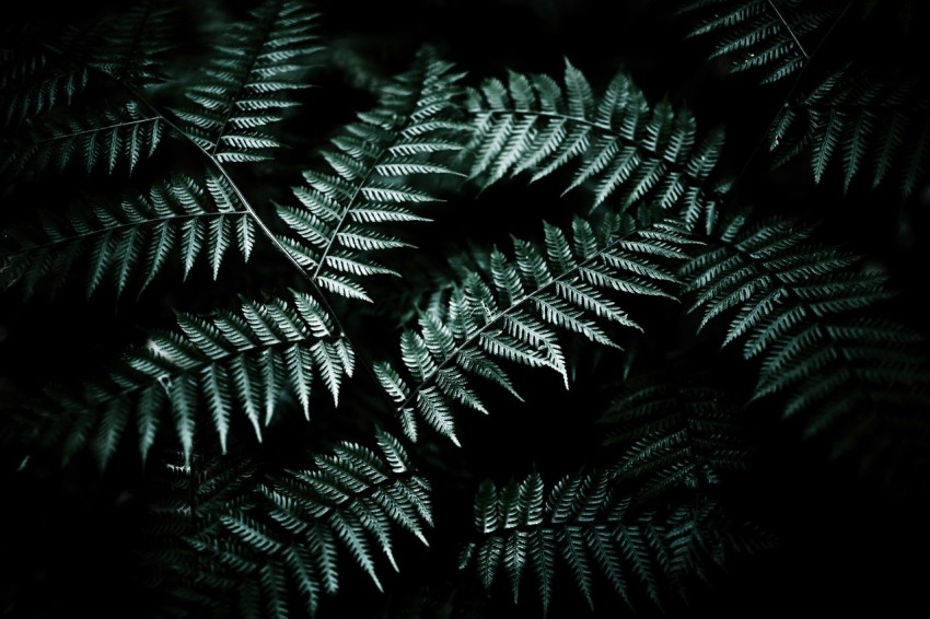 green fern plant in close up photography