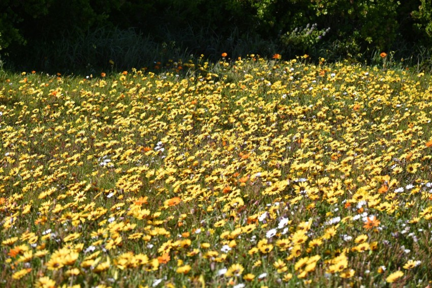 a field full of yellow and white flowers