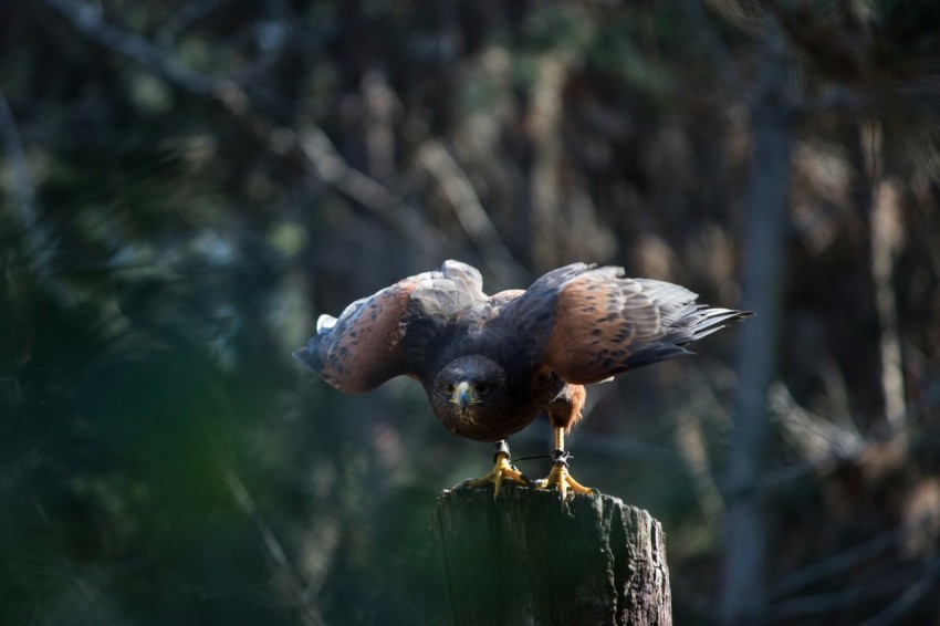 brown and black bird during daytime Gz7Xps