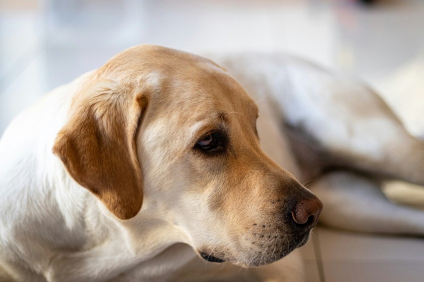 yellow labrador retriever lying on white textile zmEnu