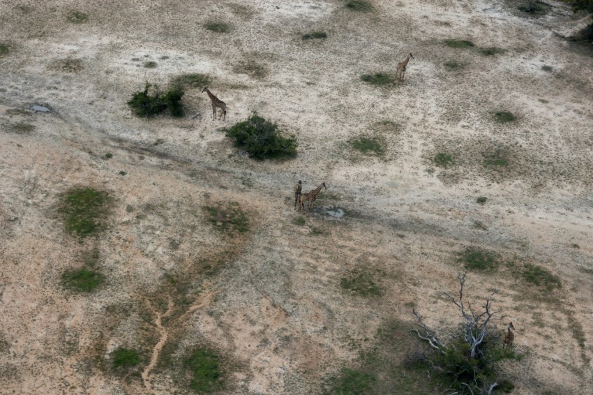 a couple of giraffes are standing in a field