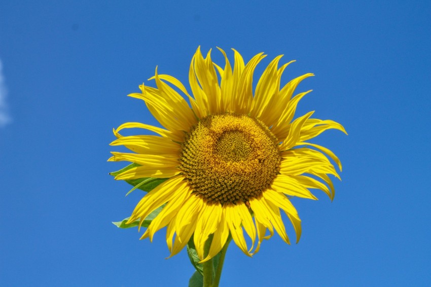 a sunflower with a blue sky in the background