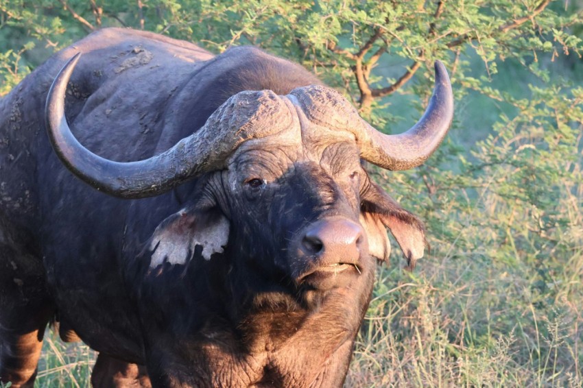 a bull with large horns standing in a field