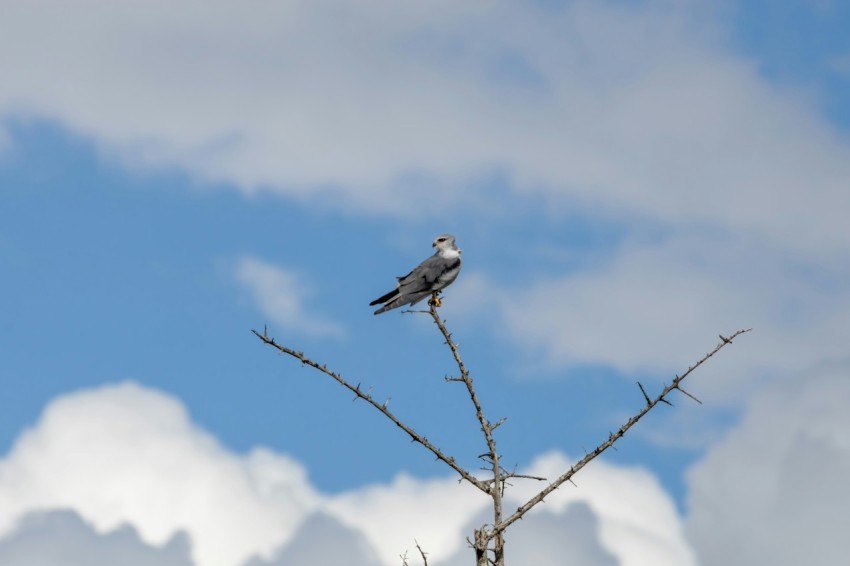 a bird sitting on top of a tree branch