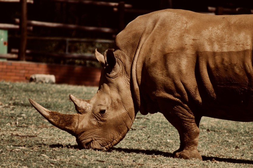 a rhinoceros with its head on another rhinoceross head