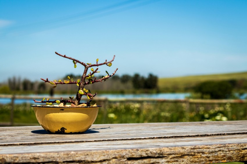 a potted plant sitting on top of a wooden table