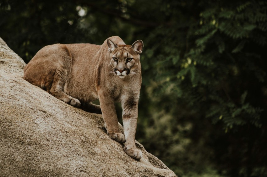 cougar on brown rock formation