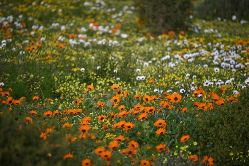 a field full of orange and white flowers