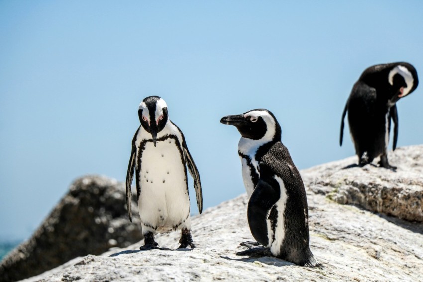 a group of penguins standing on top of a rock