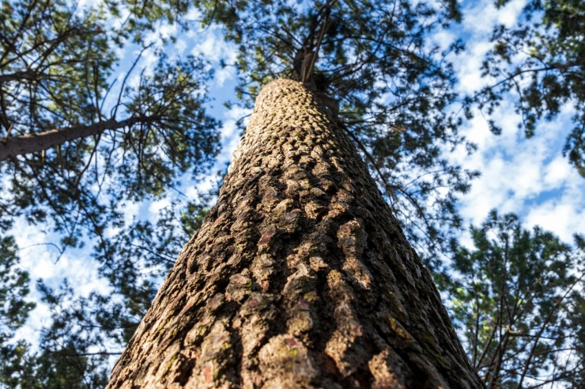 a tall tree with a sky background